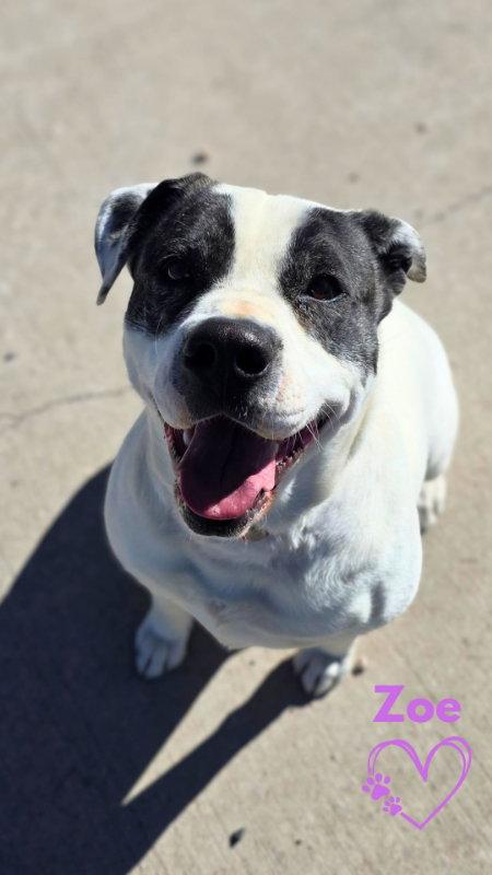 Enlarge Zoe, a Adoptable Pit Bull Terrier in Monte Vista, CO image 2/3