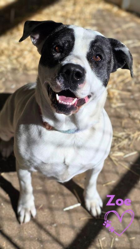 Enlarge Zoe, a Adoptable Pit Bull Terrier in Monte Vista, CO image 3/3