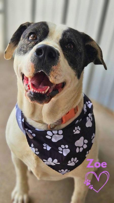Zoe, a Adoptable Pit Bull Terrier in Monte Vista, CO image 3/3