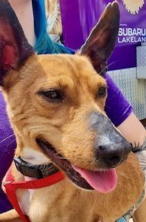 Copper - Jack, ADOPTABLE, Adult Male Jack Russell Terrier & Rat Terrier.