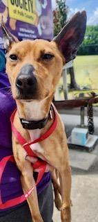Enlarge Copper - Jack, a ADOPTABLE mixed breed in Winter Haven, FL image 2/2