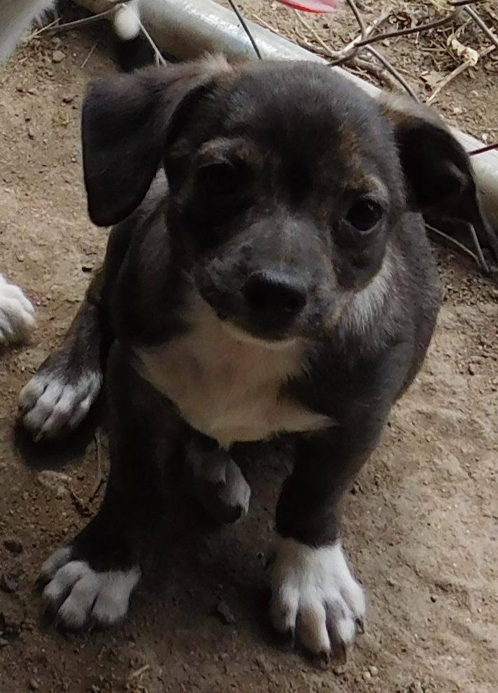 Enlarge Evey, a Adopted Labrador Retriever in Pipe Creek, TX image 3/3