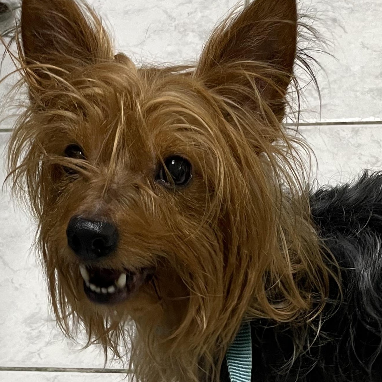 Louis, a Adopted Silky Terrier in Staten Island, NY image 1/3
