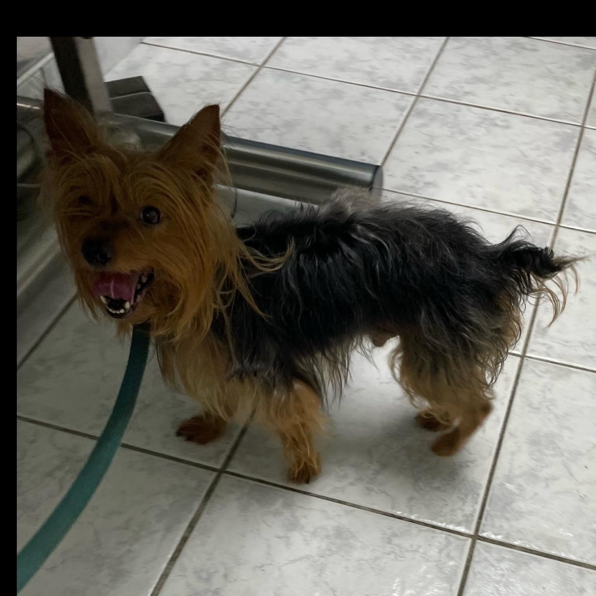 Louis, a Adopted Silky Terrier in Staten Island, NY image 2/3