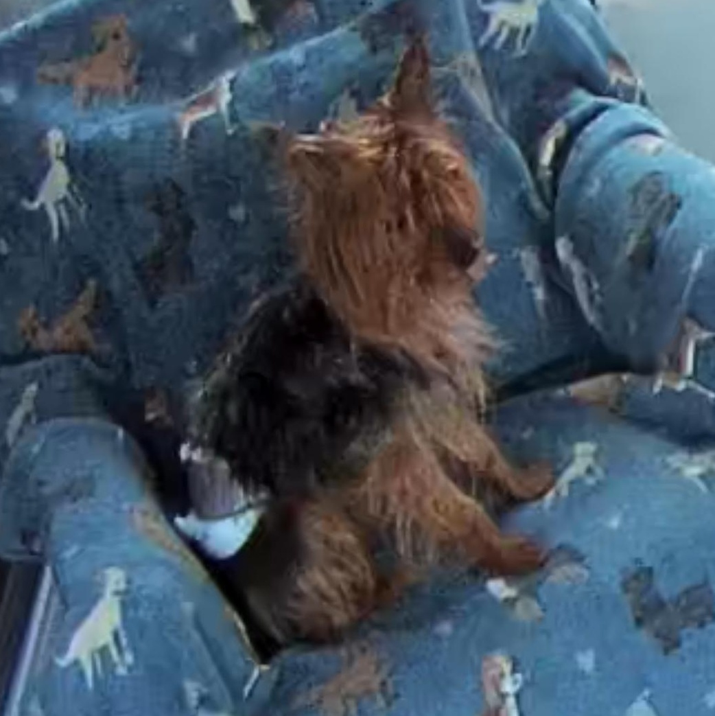 Louis, a Adopted Silky Terrier in Staten Island, NY image 3/3