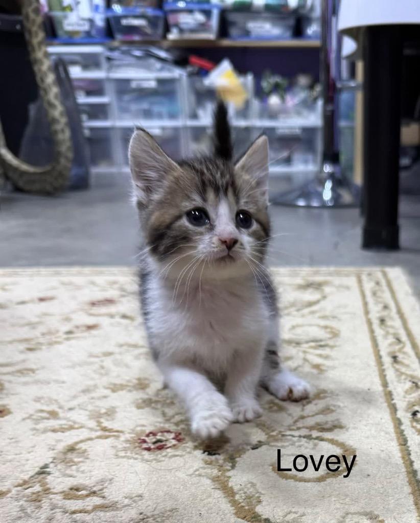 Enlarge Lovey, a Adoptable mixed breed in Johnson City, TN image 1/6
