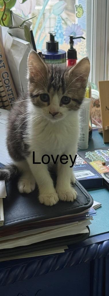 Enlarge Lovey, a Adoptable mixed breed in Johnson City, TN image 2/6