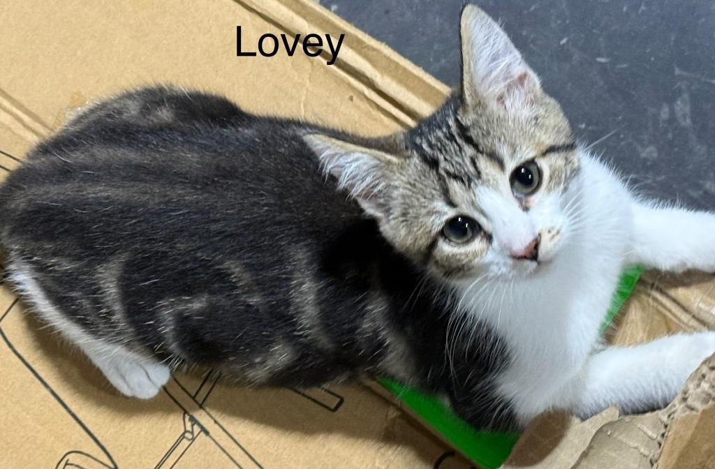 Enlarge Lovey, a Adoptable mixed breed in Johnson City, TN image 4/6