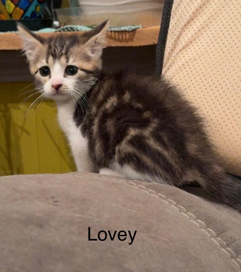 Enlarge Lovey, a Adoptable mixed breed in Johnson City, TN image 6/6