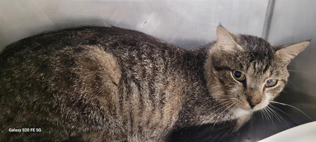 GARY, Adoptable, Adult Male Domestic Short Hair.