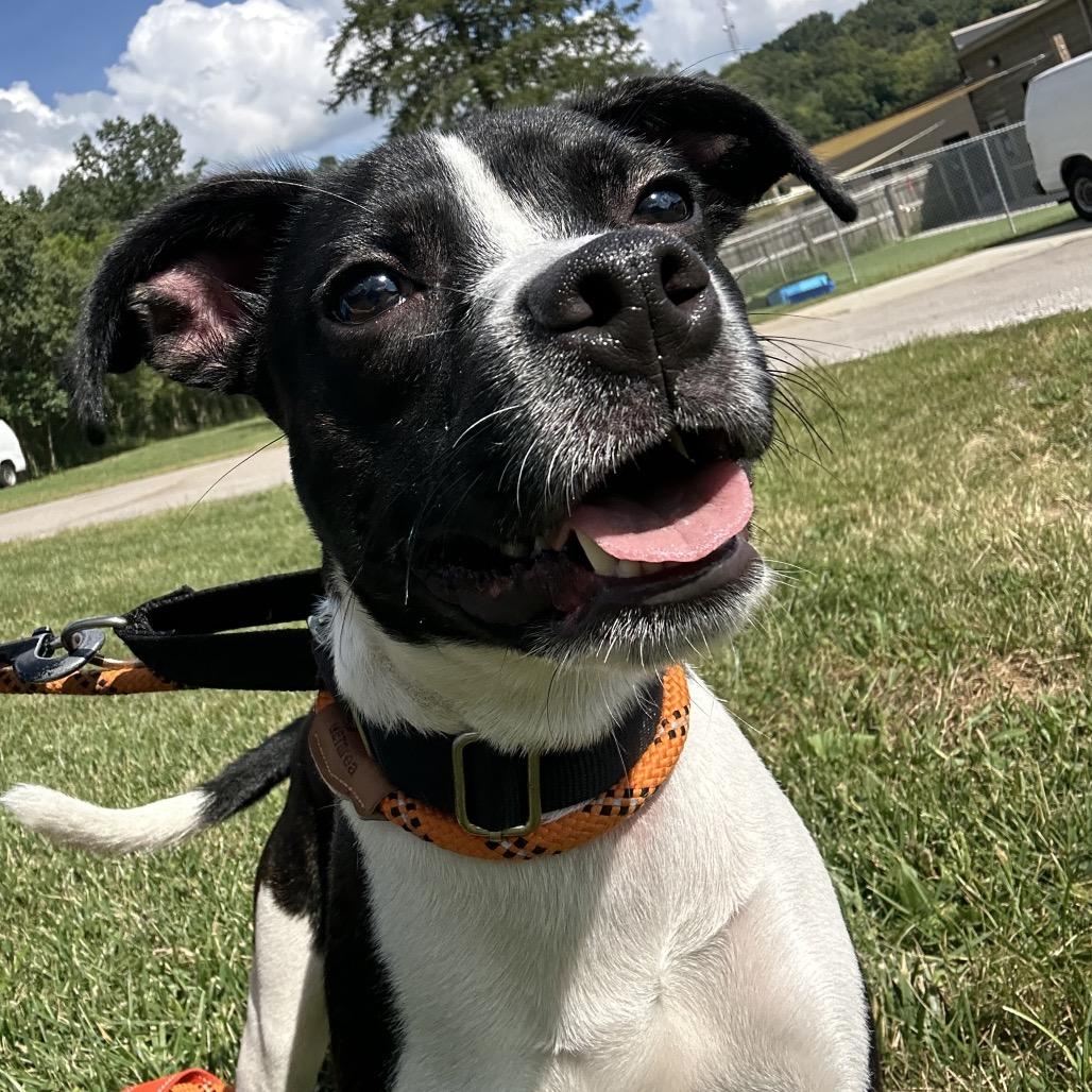 Minnie, Adoptable, Young Female Mixed Breed & Terrier.