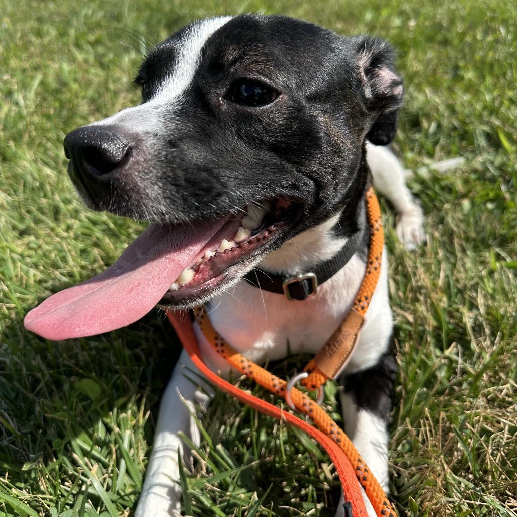 Enlarge Minnie, a Adoptable mixed breed in Batavia, OH image 2/5