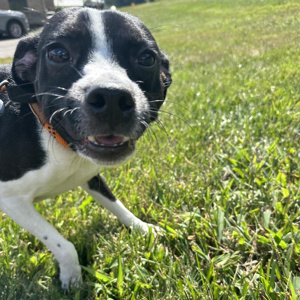 Enlarge Minnie, a Adoptable mixed breed in Batavia, OH image 3/5