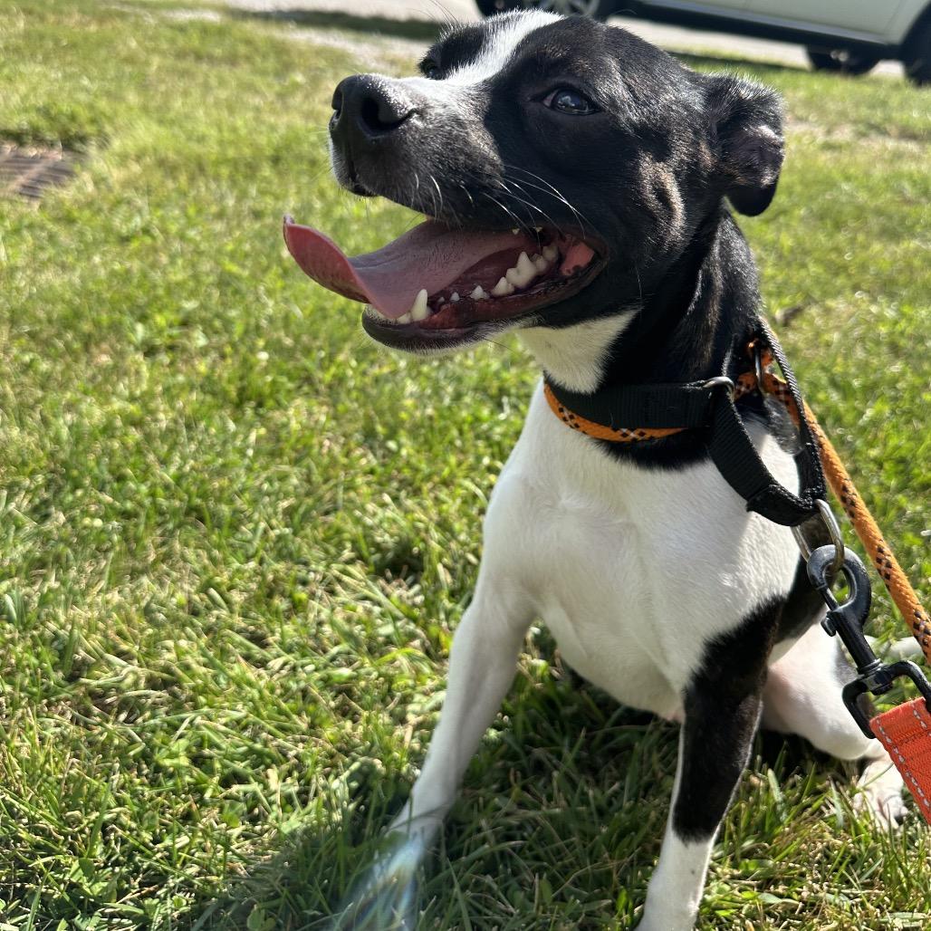 Enlarge Minnie, a Adoptable mixed breed in Batavia, OH image 4/5