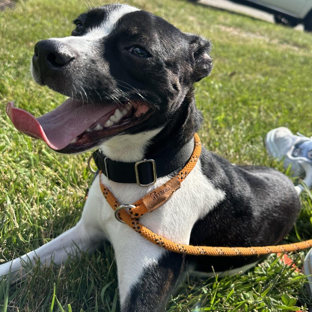 Enlarge Minnie, a Adoptable mixed breed in Batavia, OH image 5/5