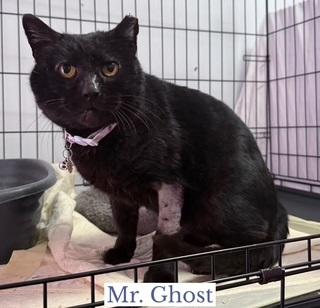 Mr. Ghost, a ADOPTABLE Domestic Short Hair in Berkeley Springs, WV image 3/3