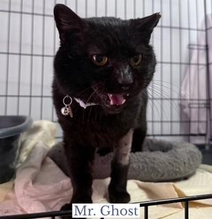 Mr. Ghost, a ADOPTABLE Domestic Short Hair in Berkeley Springs, WV image 2/3
