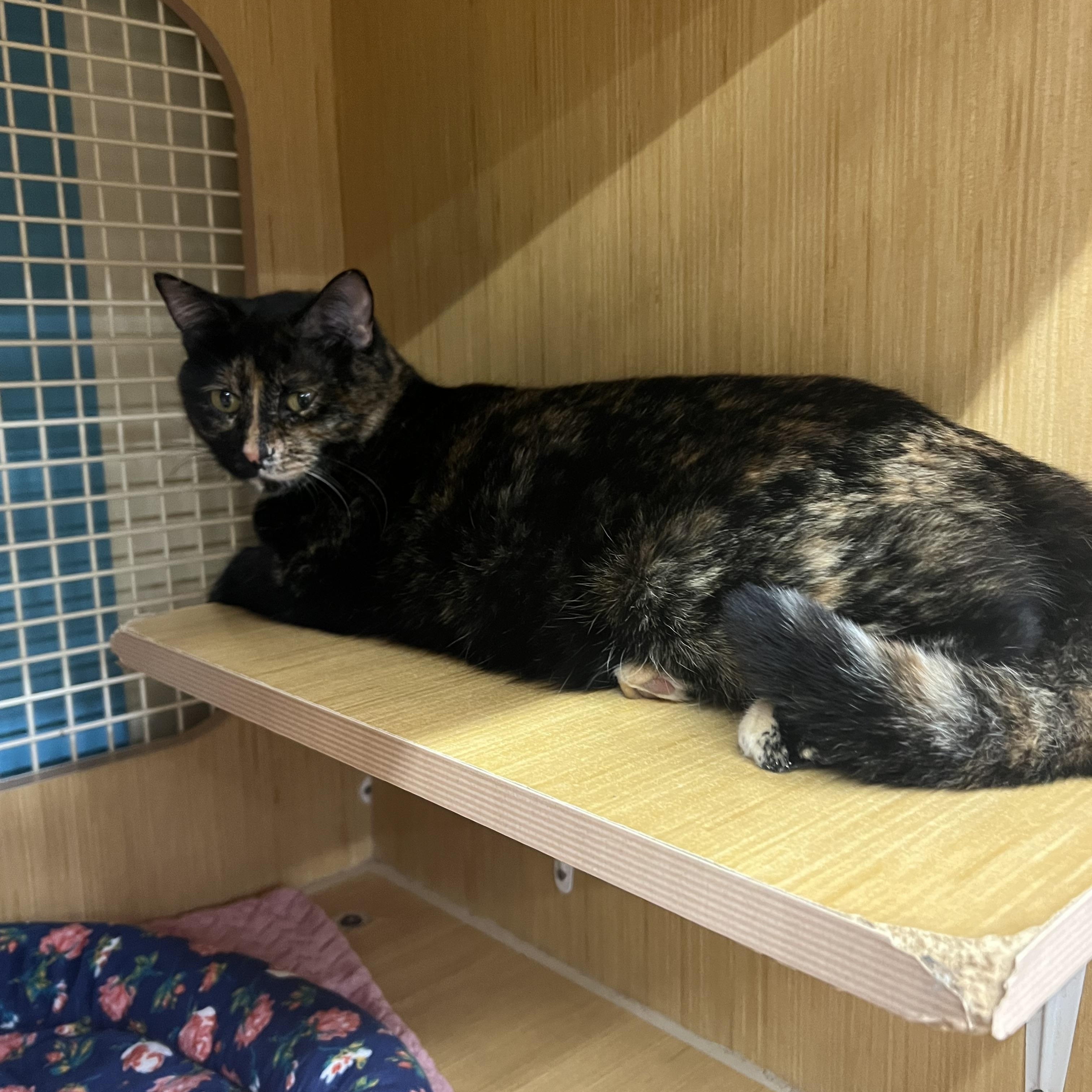 Enlarge Kitty, a ADOPTABLE Domestic Short Hair in Manhattan, KS image 2/2