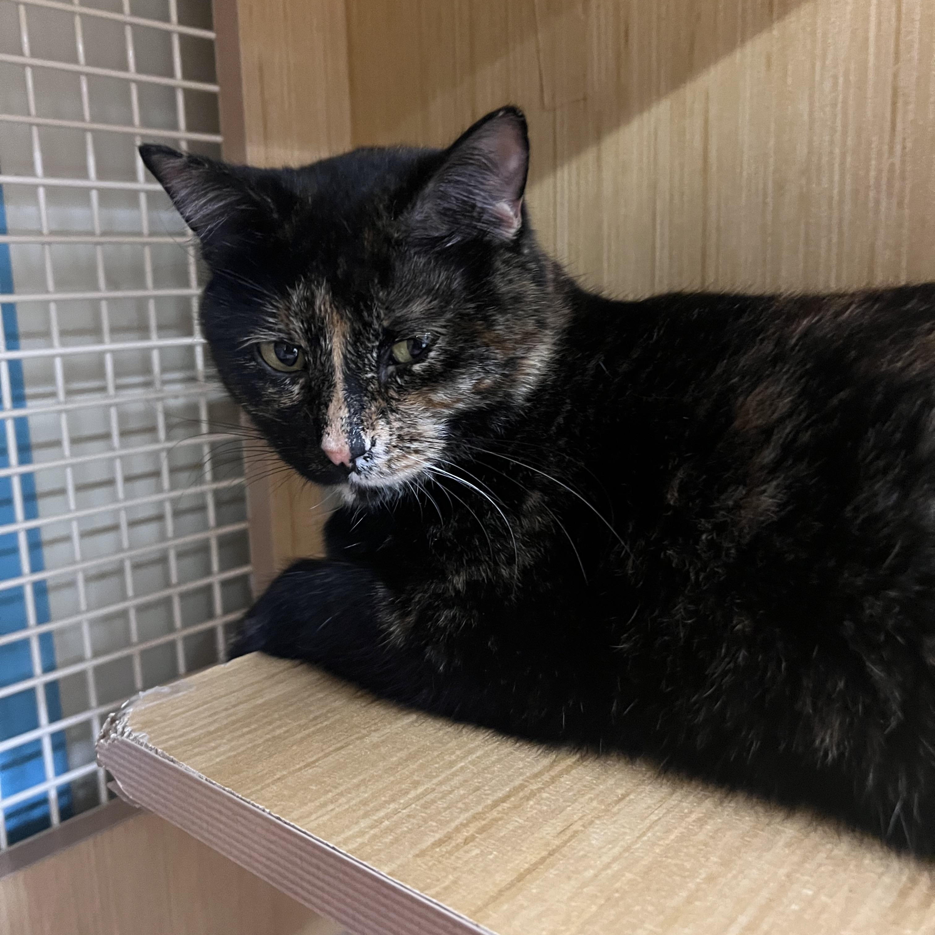 Kitty, ADOPTABLE, Adult Female Domestic Short Hair.