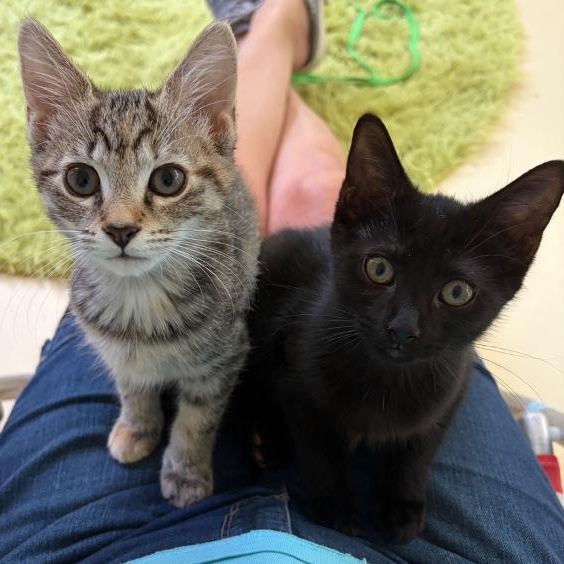 Nova & Orion, adopted, Kitten Female Domestic Short Hair.