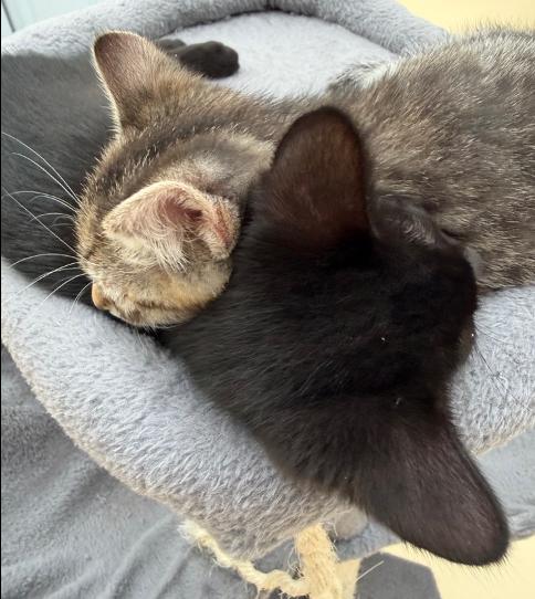 Nova & Orion, an adopted Domestic Short Hair in Frederick, MD image 2/3