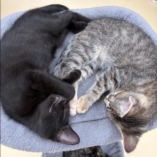 Nova & Orion, an adopted Domestic Short Hair in Frederick, MD image 3/3