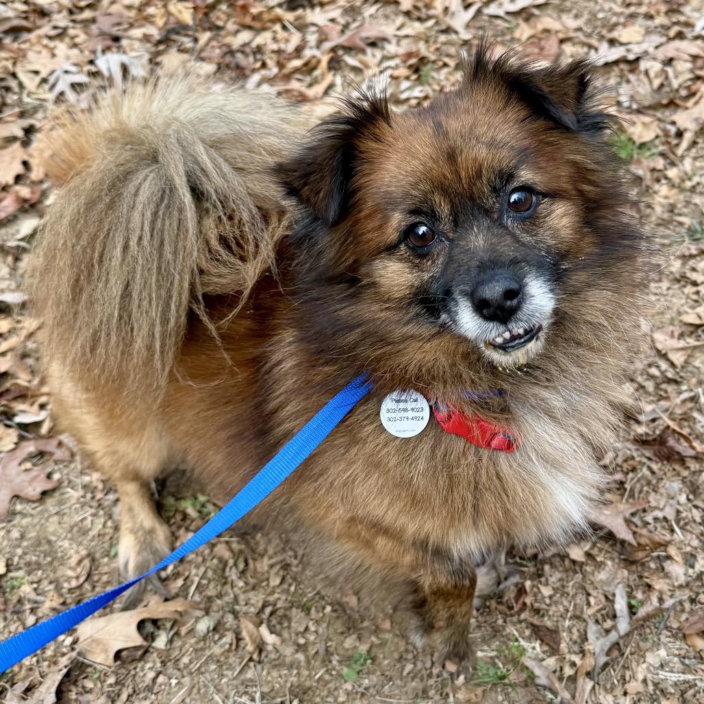 Enlarge B-Mo, a Adoptable Pomeranian in West Chester, PA image 1/5