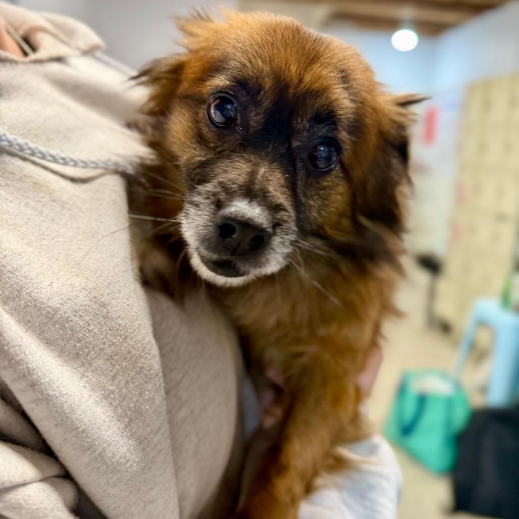 Enlarge B-Mo, a Adoptable Pomeranian in West Chester, PA image 3/5