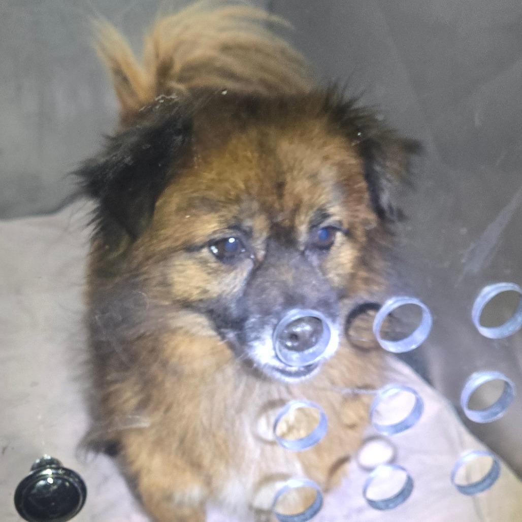 Enlarge B-Mo, a Adoptable Pomeranian in West Chester, PA image 4/5