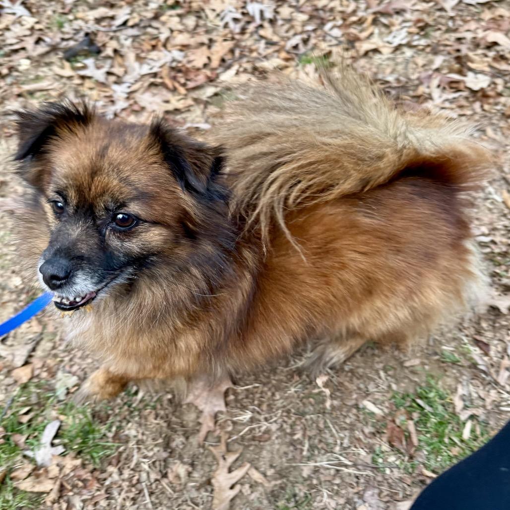 Enlarge B-Mo, a Adoptable Pomeranian in West Chester, PA image 5/5