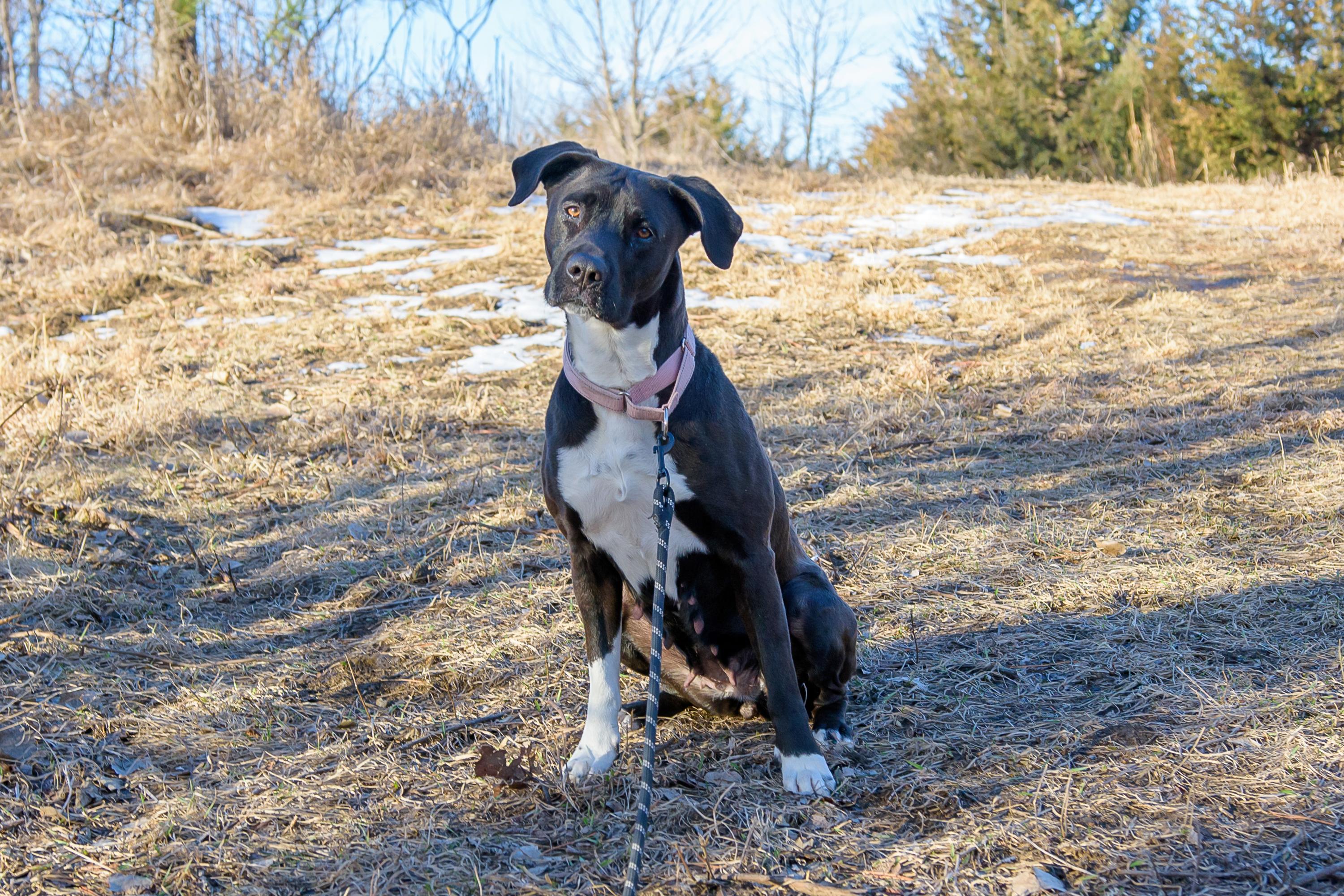 Reyna, a Adoptable mixed breed in Blair, NE image 5/5