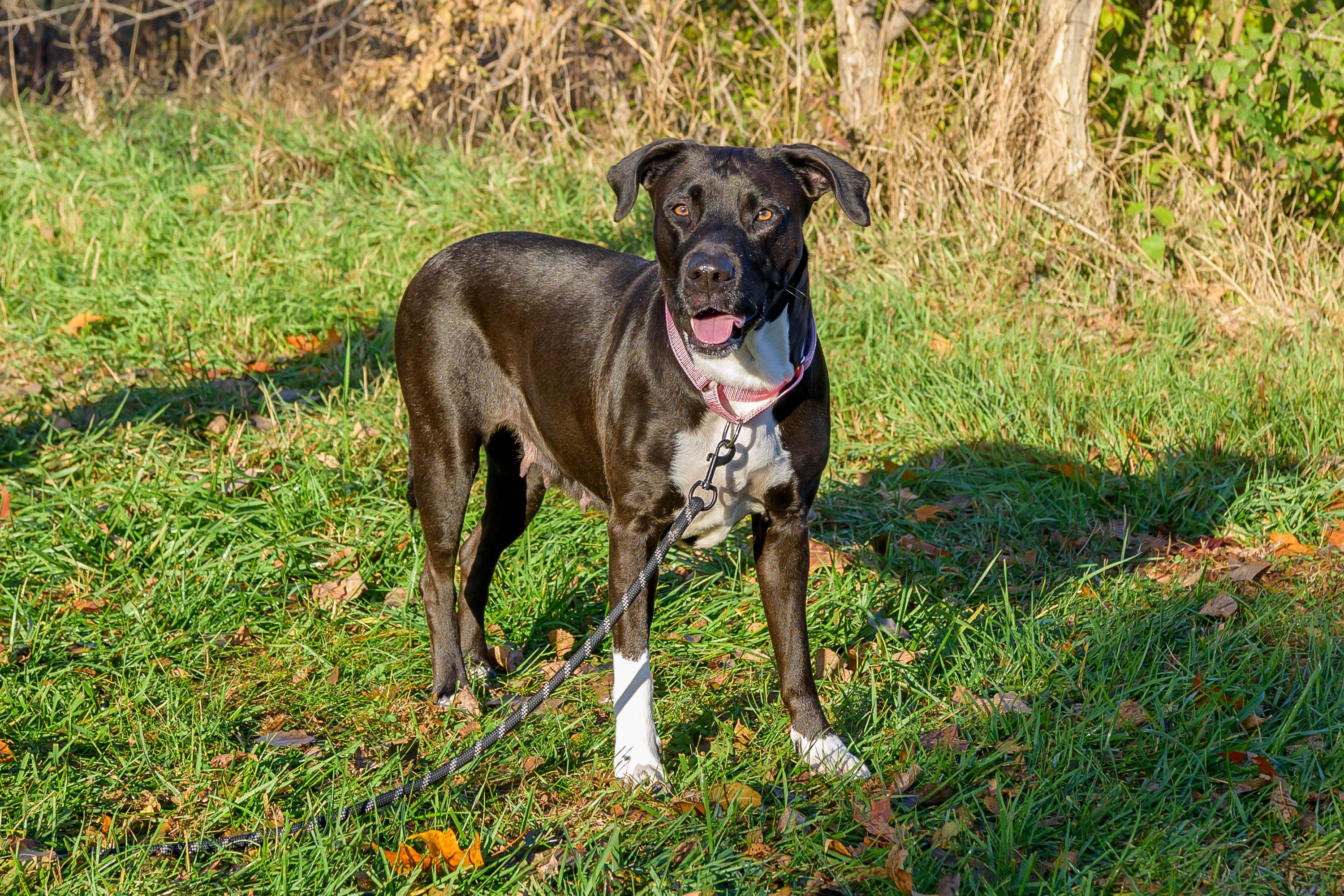 Reyna, Adoptable, Adult Female Mixed Breed.