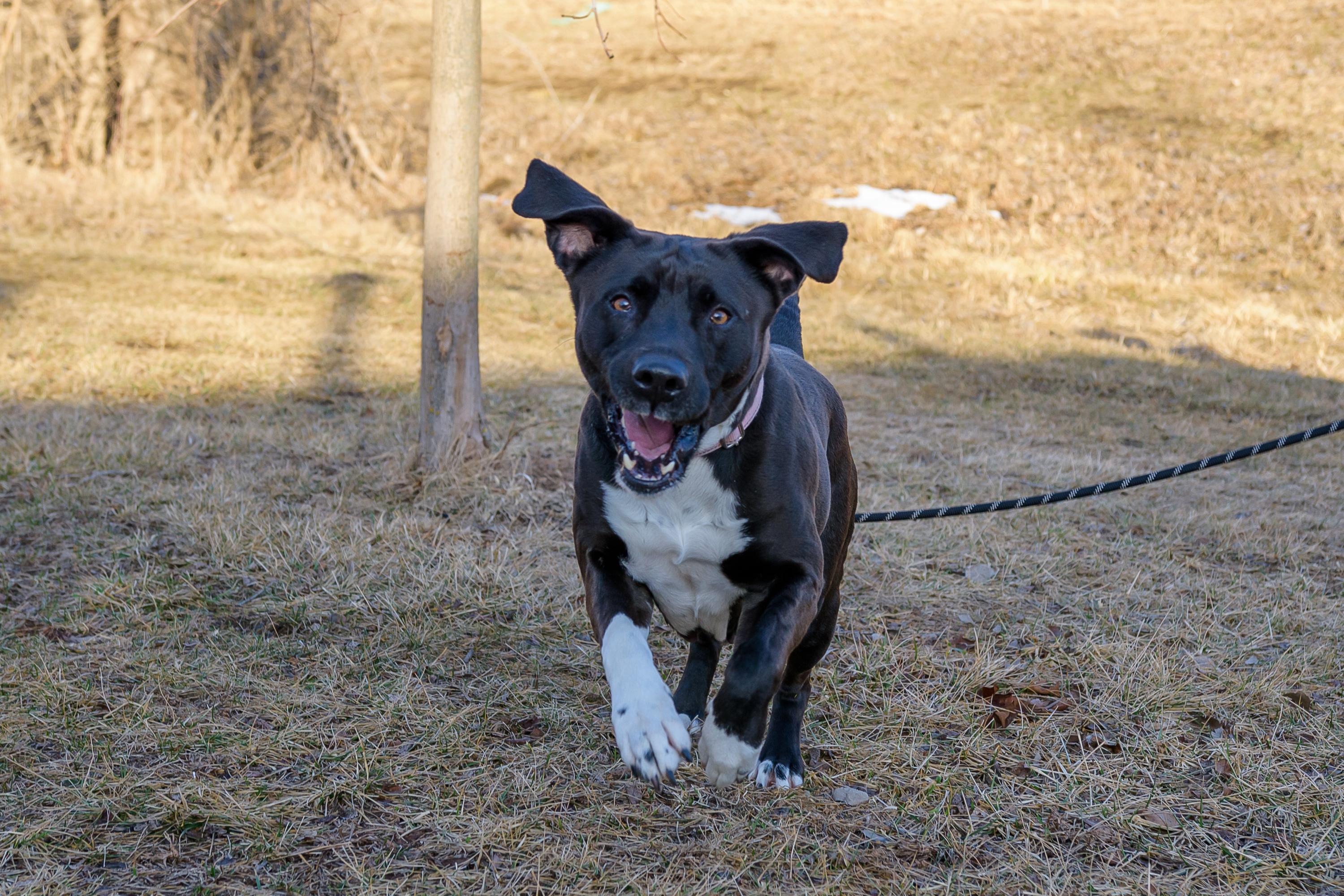 Reyna, a Adoptable mixed breed in Blair, NE image 1/5