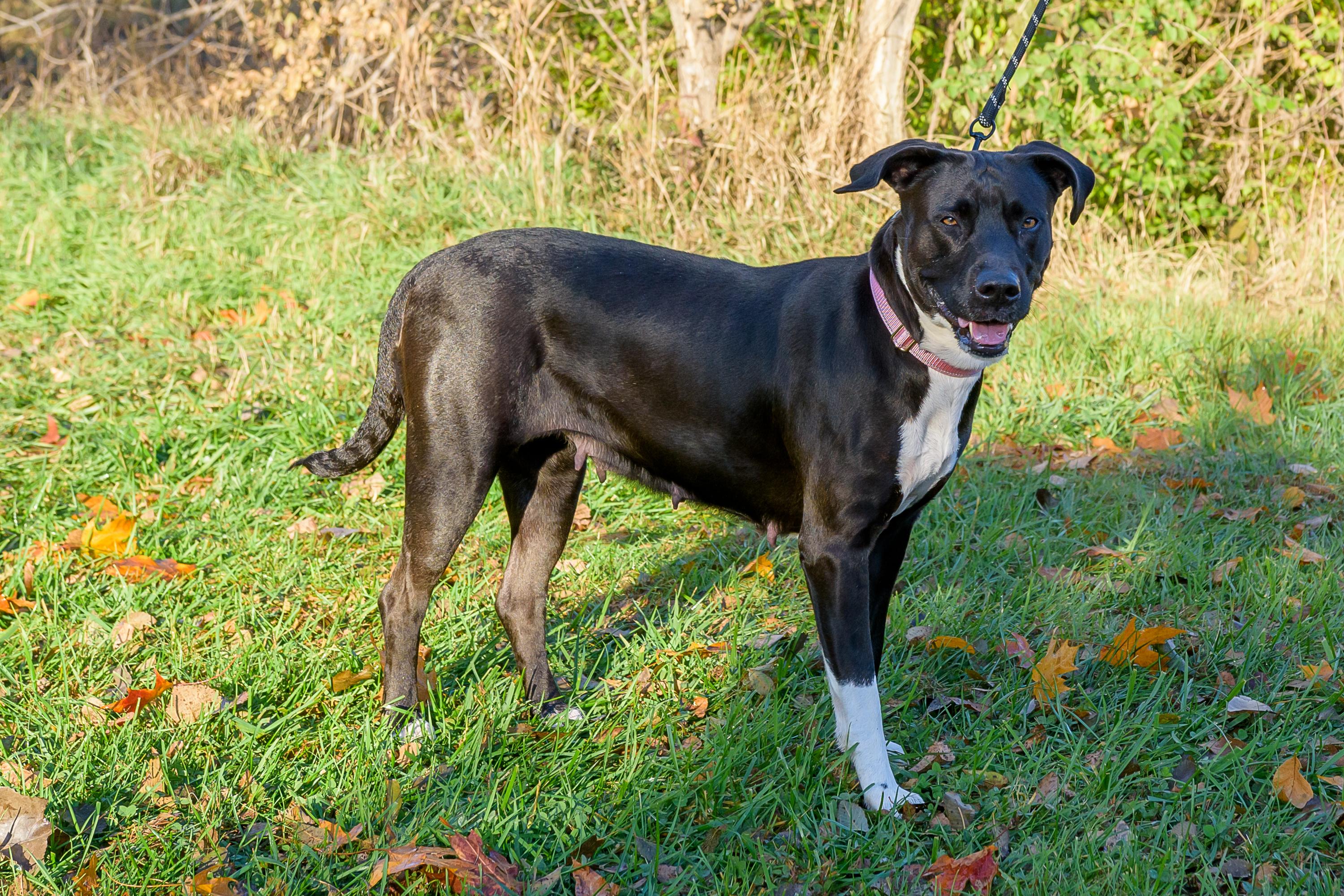Enlarge Reyna, a Adoptable mixed breed in Blair, NE image 2/3