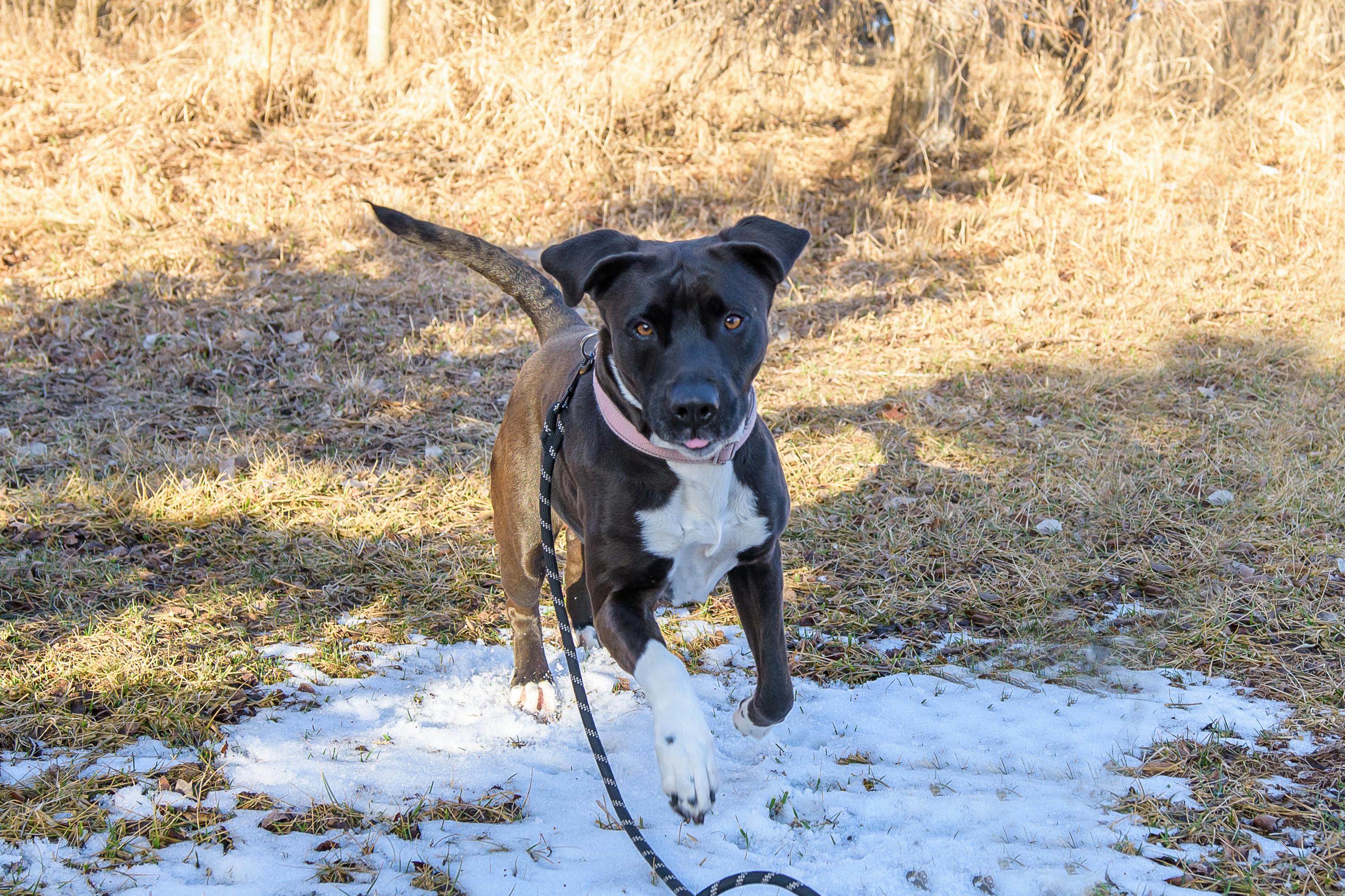 Reyna, a Adoptable mixed breed in Blair, NE image 4/5