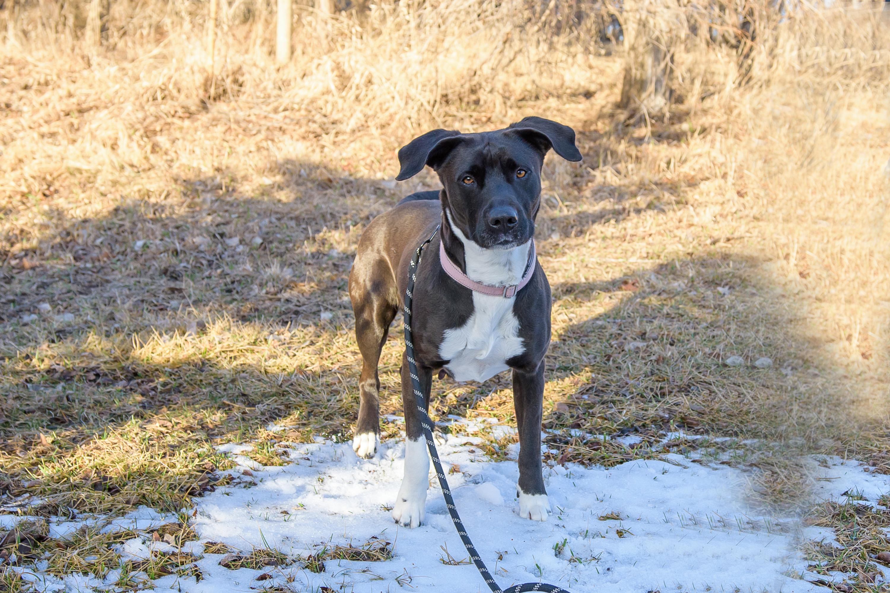 Reyna, a Adoptable mixed breed in Blair, NE image 2/5