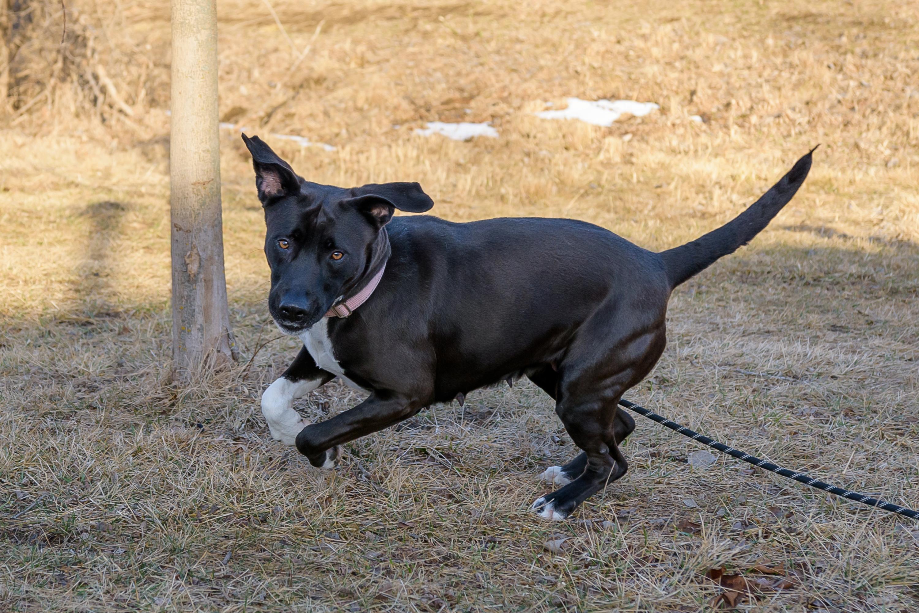 Reyna, a Adoptable mixed breed in Blair, NE image 3/5