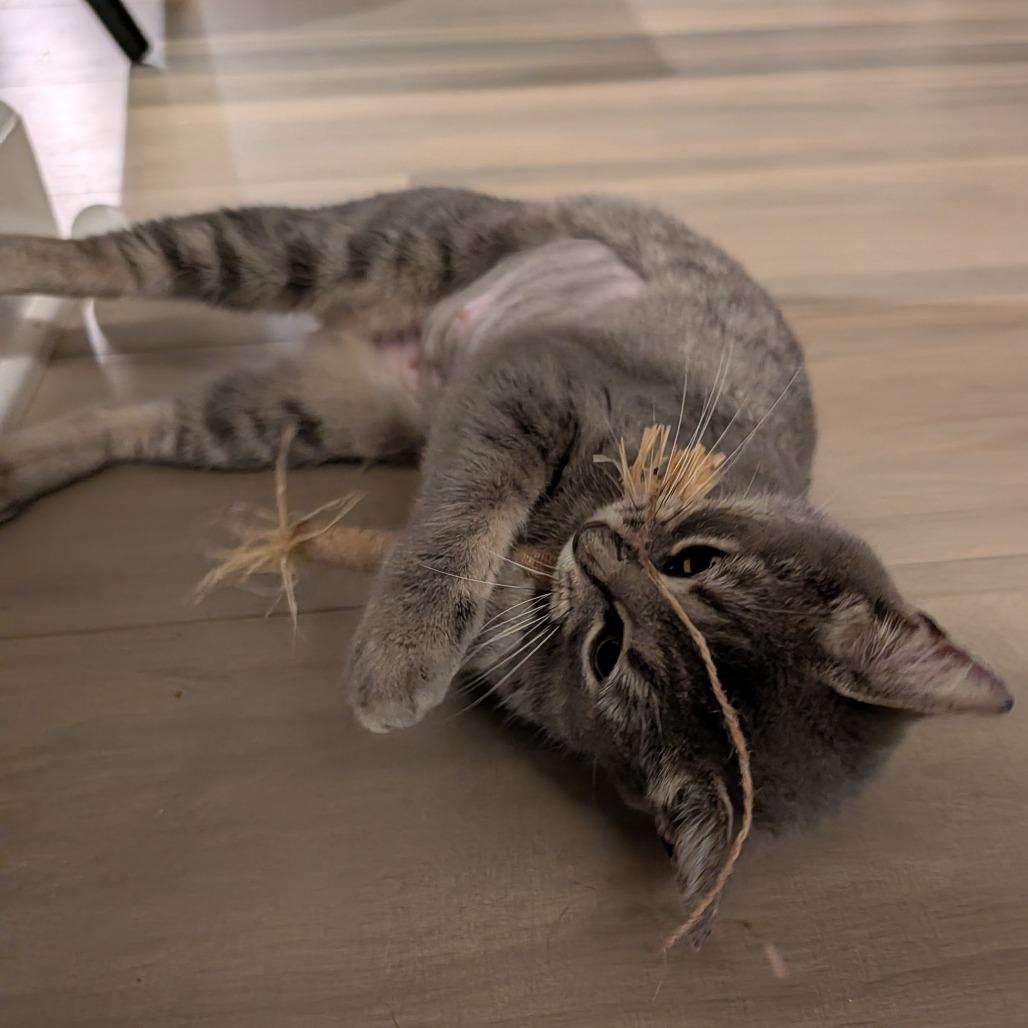 Brittany Davis, Adoptable, Young Female American Bobtail & Domestic Short Hair.