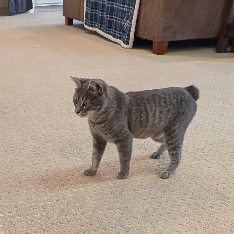 Brittany Davis, a Adoptable mixed breed in Fayetteville, GA image 2/5