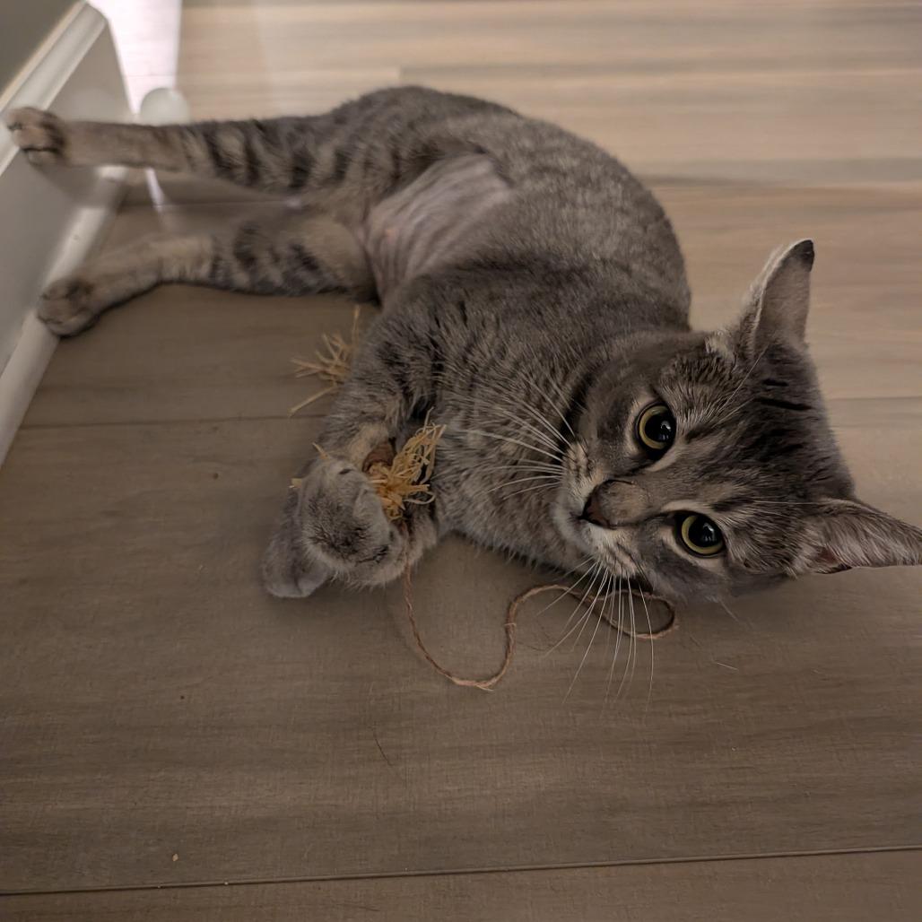 Brittany Davis, a Adoptable mixed breed in Fayetteville, GA image 3/5