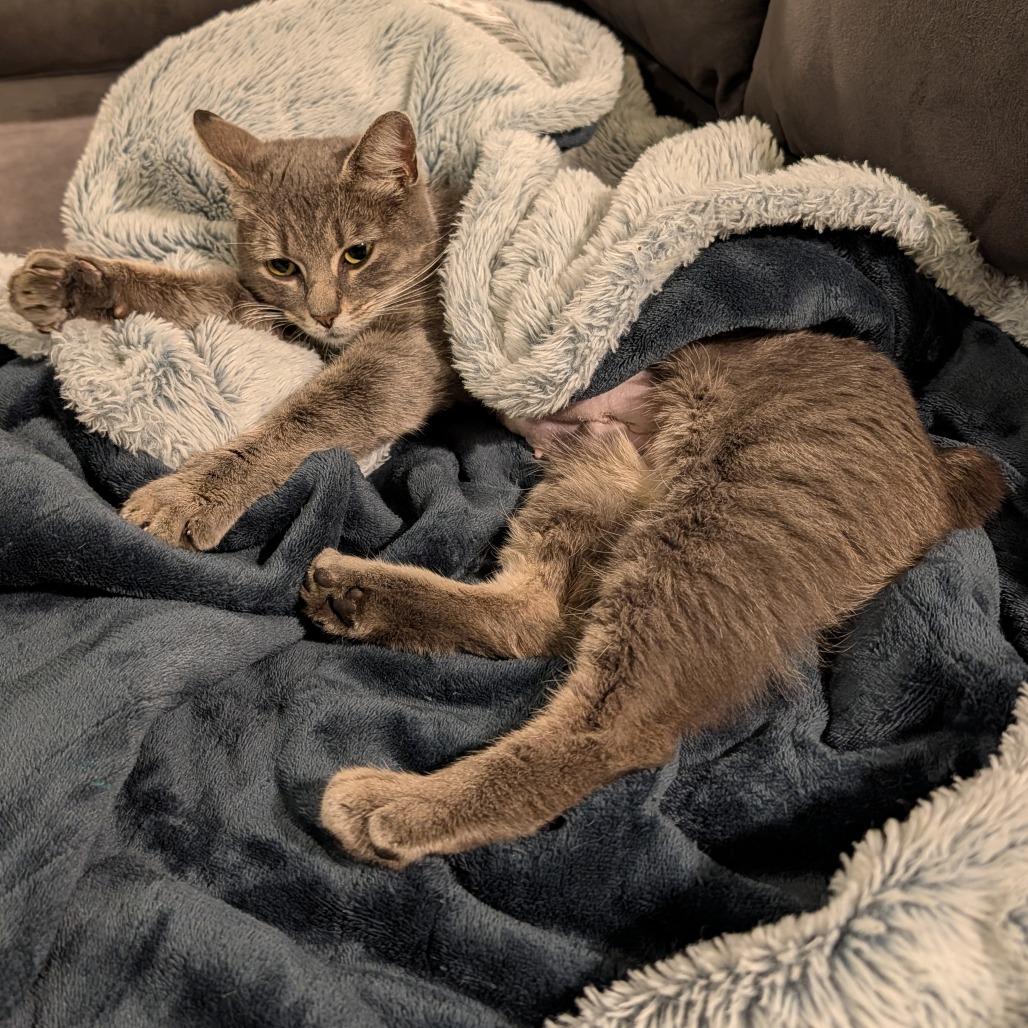 Brittany Davis, a Adoptable mixed breed in Fayetteville, GA image 4/5