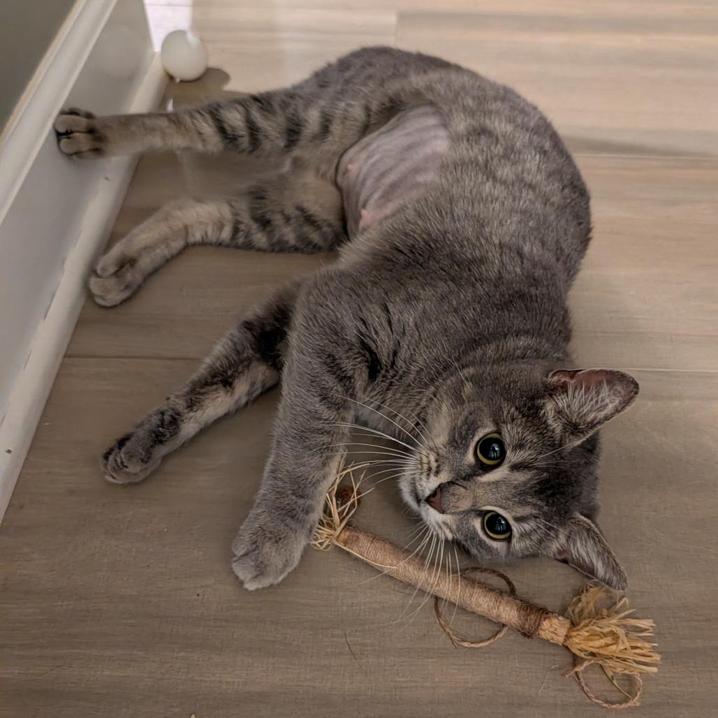 Brittany Davis, a Adoptable mixed breed in Fayetteville, GA image 5/5