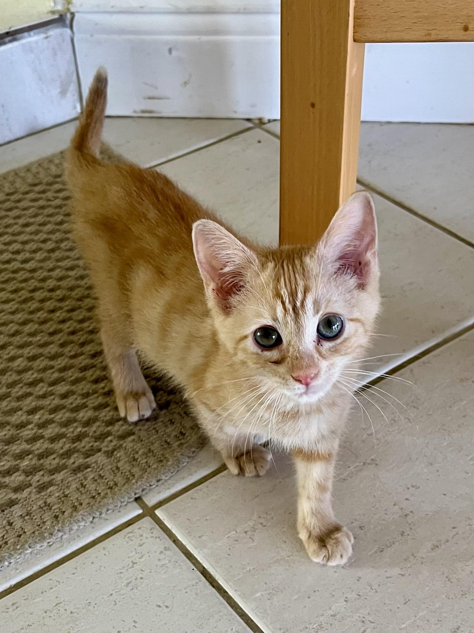 Toasty & Bruce BONDED