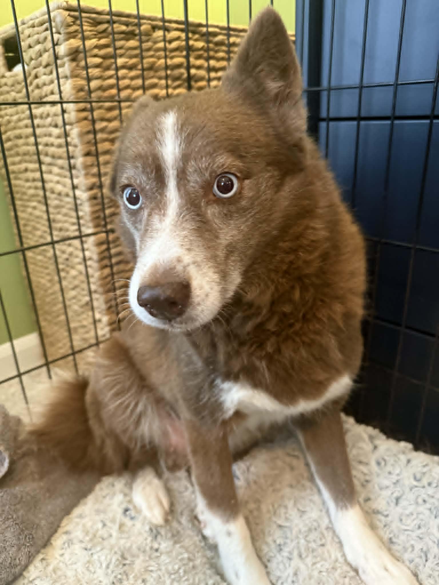 Ember- Adoption Fee Sponsored, Adoptable, Adult Female Siberian Husky & Pomeranian.