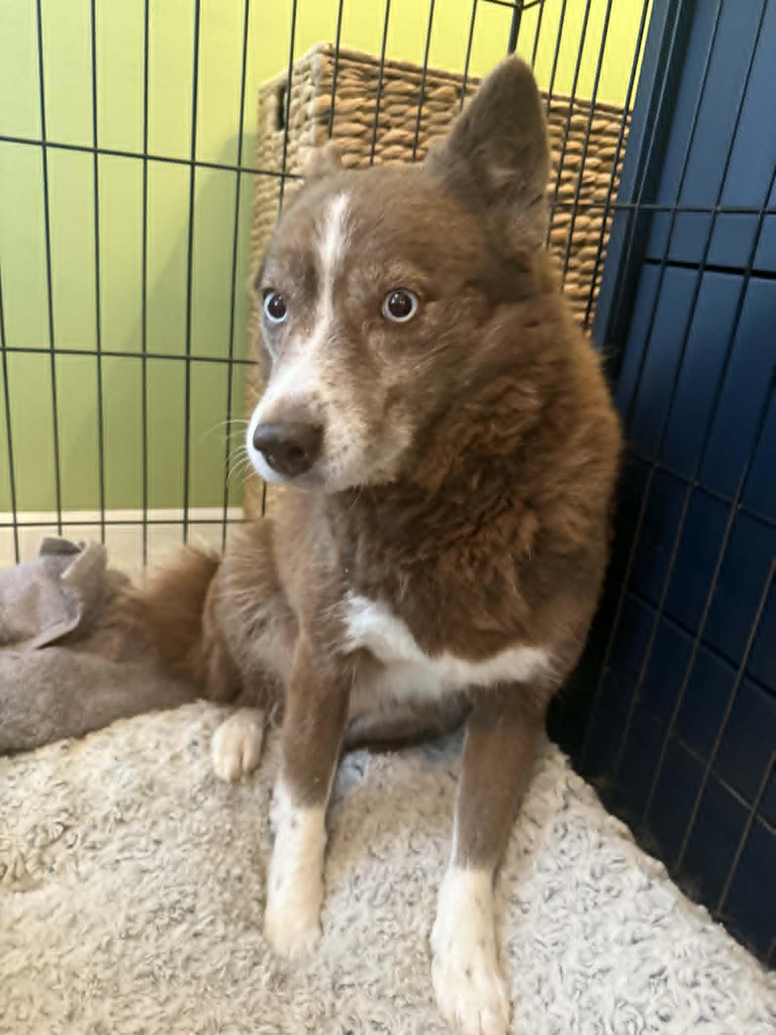 Enlarge Ember- Adoption Fee Sponsored, a Adoptable mixed breed in Kansas City, MO image 2/3