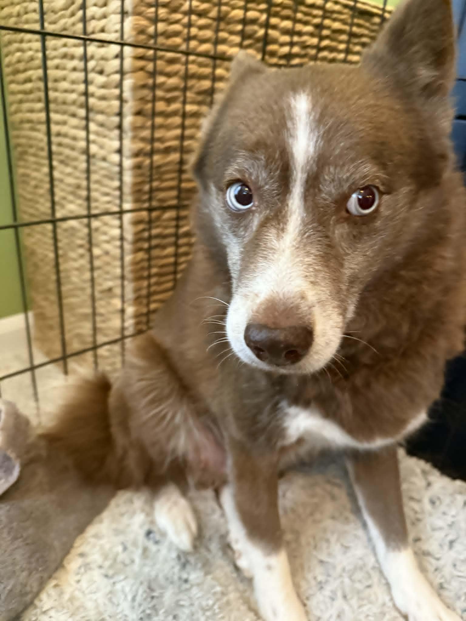 Enlarge Ember- Adoption Fee Sponsored, a Adoptable mixed breed in Kansas City, MO image 3/3