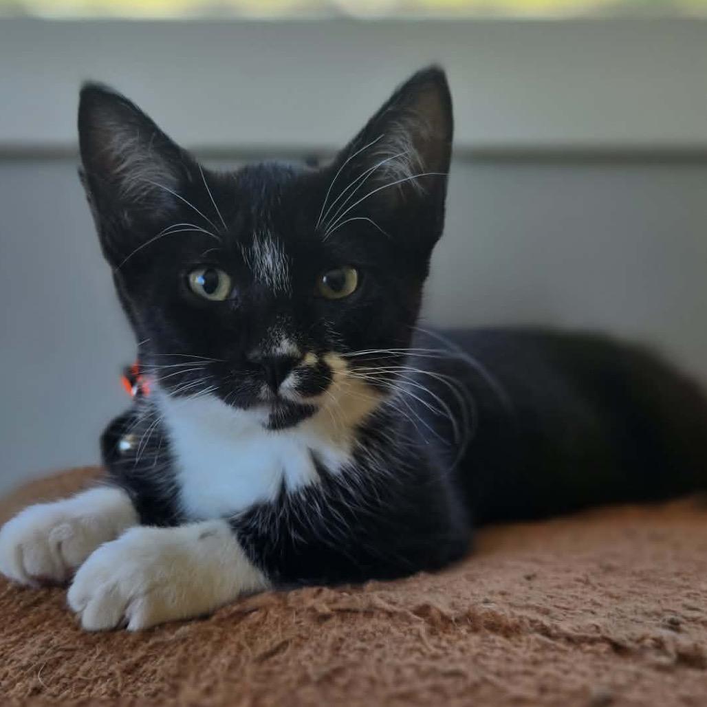 Cindy pawford, Adoptable, Young Female Domestic Short Hair.