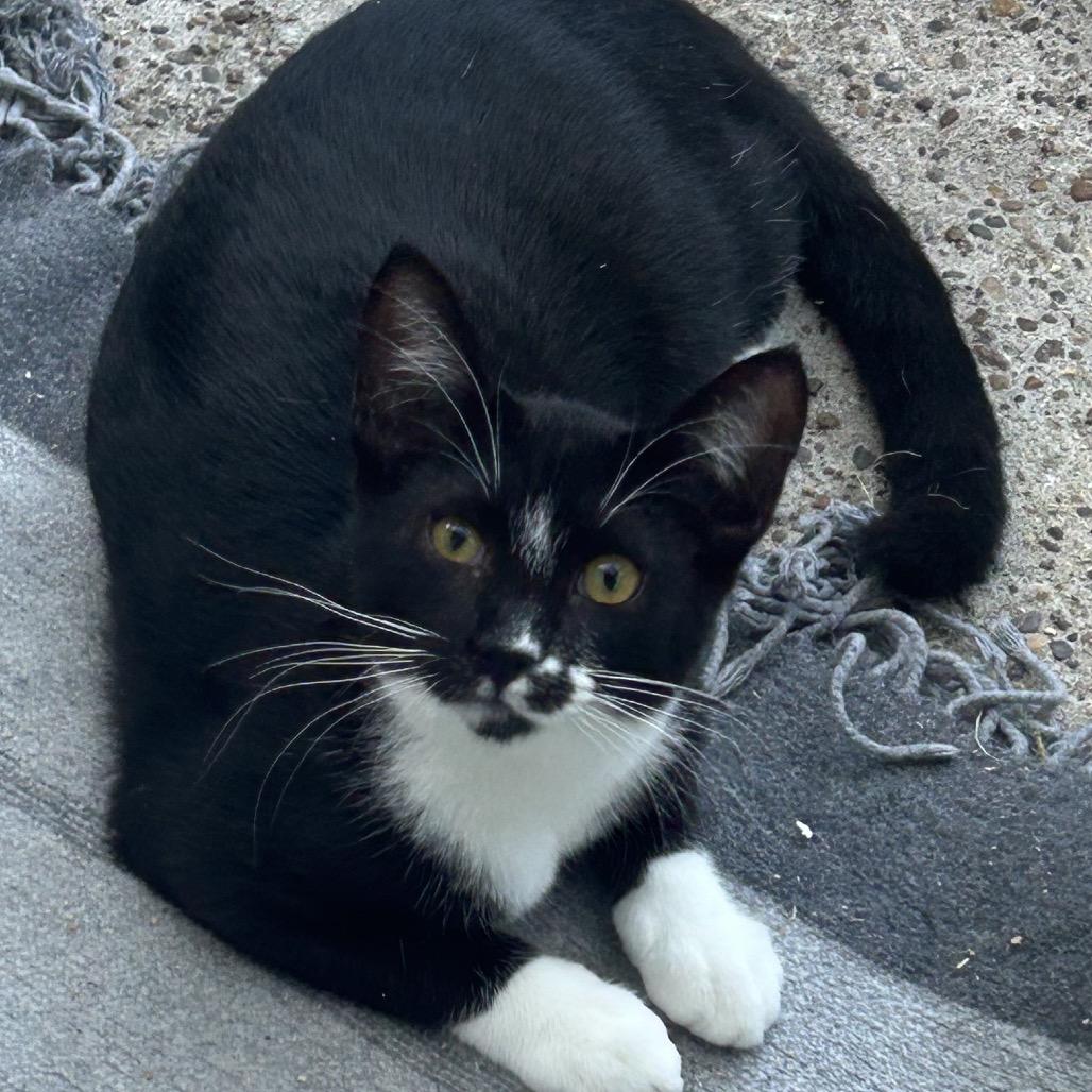Enlarge Cindy pawford, a Adoptable Domestic Short Hair in Veneta, OR image 2/2