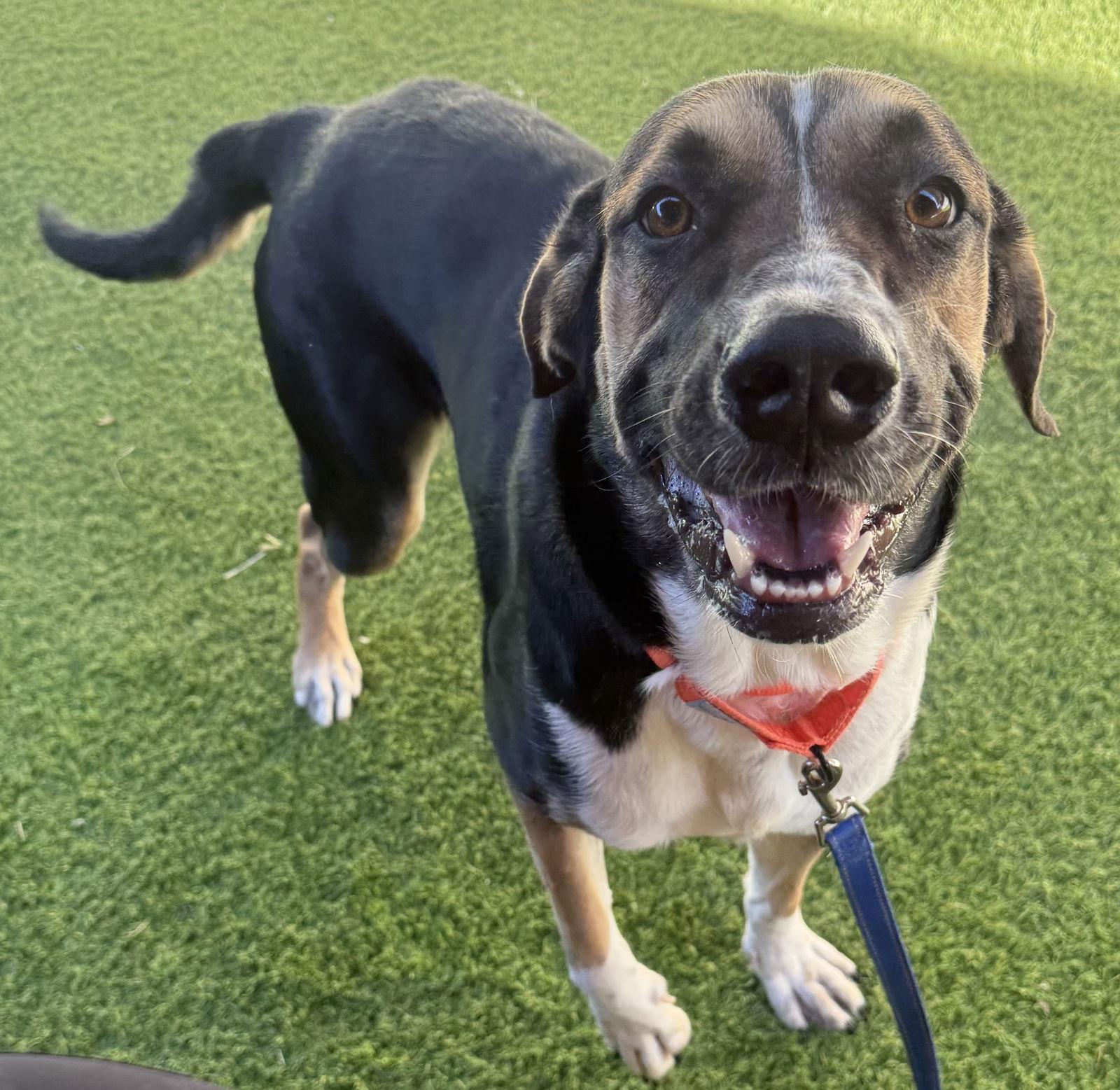 Enlarge Jasmine, a Adopted Foxhound in Lighthouse Point, FL image 1/3