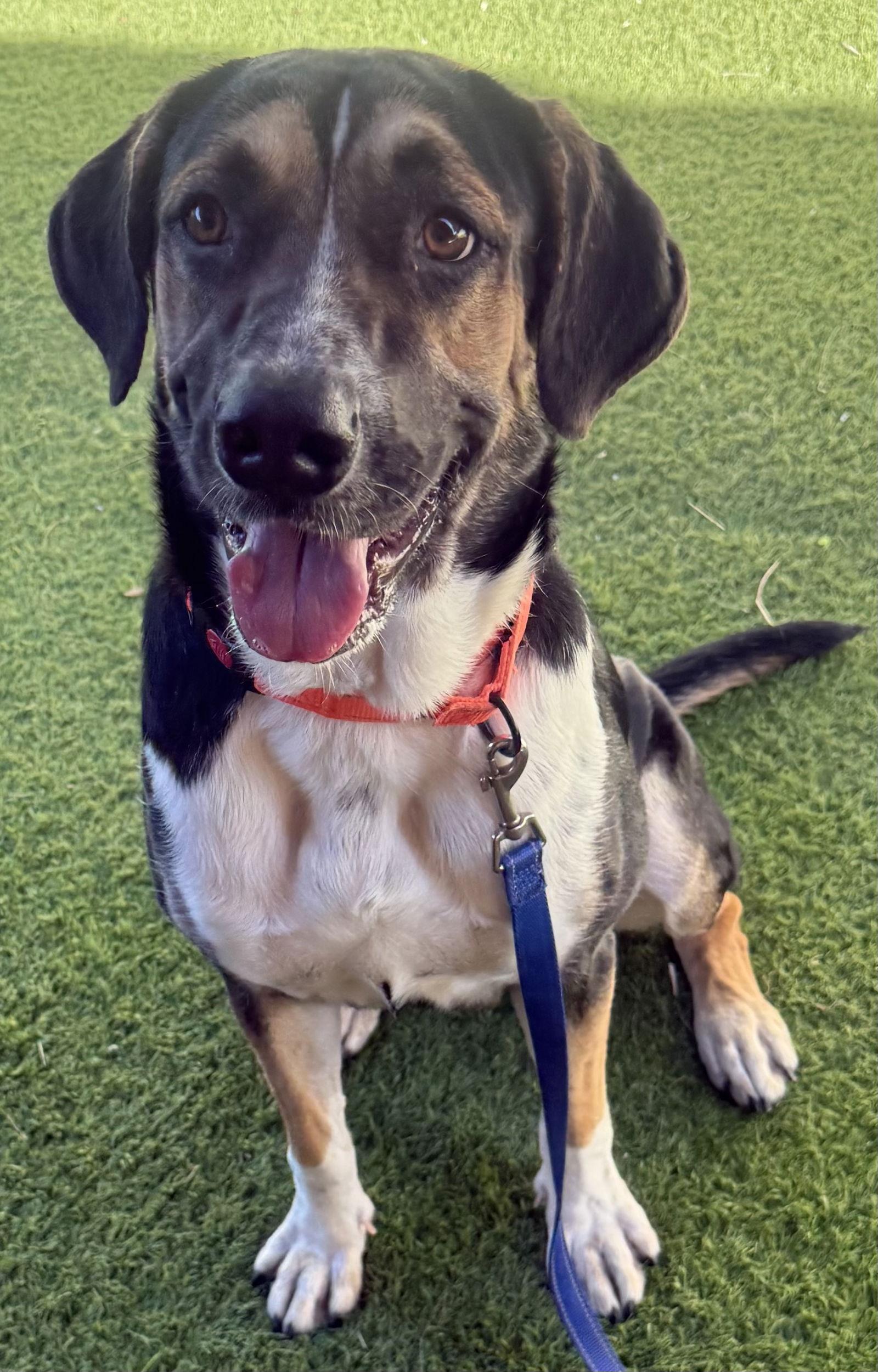 Enlarge Jasmine, a Adopted Foxhound in Lighthouse Point, FL image 2/3